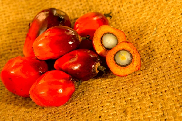 Frutos frescos de palma aceitera —  Fotos de Stock