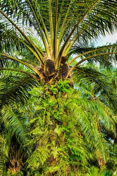 Plantation de palmier à huile — Photo