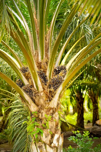 Plantación de palma aceitera — Foto de Stock