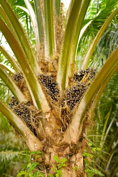 Plantación de palma aceitera — Foto de Stock