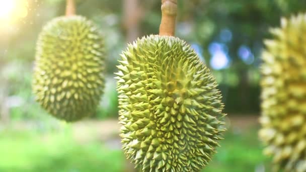 Tropische Vruchten Durian Koning Van Fruit Verse Durial Zomerseizoen Seizoensfruit — Stockvideo