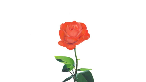 Rosa Aislado Fondo Blanco Illustration Beautiful Rosa Floreciendo — Foto de Stock