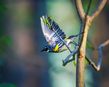 Sarı-Rumped Warbler, siyah, beyaz ve sarı işaretli küçük bir kuş bir dalın yanında çırpınırken yakalanır. Güneş ışığı ormanın içinden süzülür