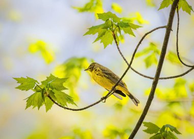 Palm Warbler. Sarı ve kahverengi tüylü küçük bir kuş canlı yeşil yapraklarla çevrili ince bir dala tünemiş. Yumuşak, doğal ışıklandırma sahnenin taze ve sakin atmosferini güçlendirir.