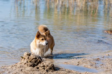 Galli Corgi Pembroke kumsalda, ıslak köpek.