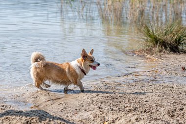 Galli Corgi köpeği güneşli bir günde kumlu sahilde yürüyor.
