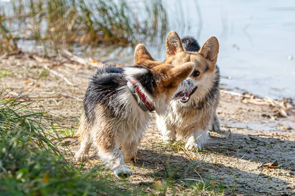 Vários Cães Galeses Corgi Jogar Praia Areia Junto Lago Dia — Fotografia de Stock