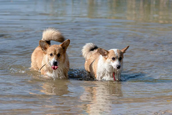 Several Happy Welsh Corgi Pembroke Dogs Playing Jumping Water Sandy — Stock Photo, Image