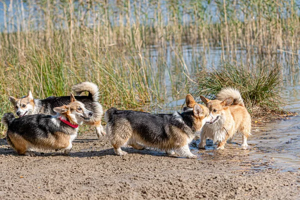 Flera Glada Walesiska Corgi Hundar Leka Och Hoppa Vattnet Sandstranden — Stockfoto