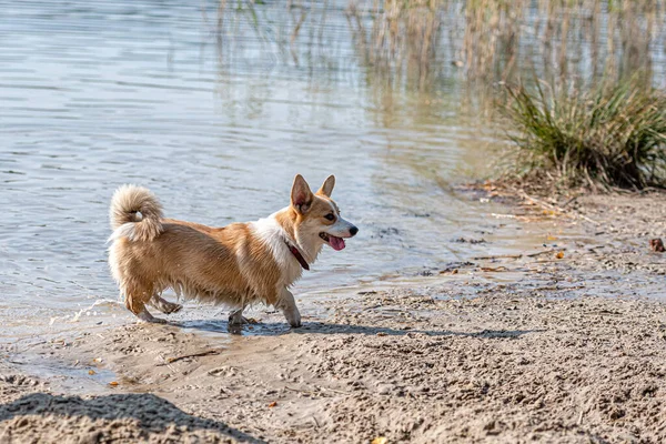 Welsh Corgi Dog Walks Sandy Beach Lake Sunny Day — Stock Photo, Image