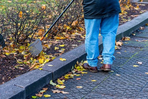 Человек Парке Вдоль Тротуара Гребут Опавшие Осенние Листья Осенняя Уборка — стоковое фото