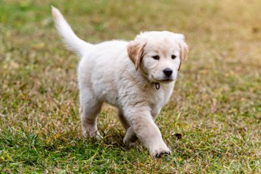 Mutlu 8 haftalık Golden Retriever yavru köpeği oyun bahçesinde koşuyor.