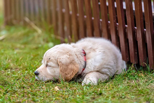 Little Golden Retriever Puppy Lying Green Grass Fence Yard — Stock Photo, Image