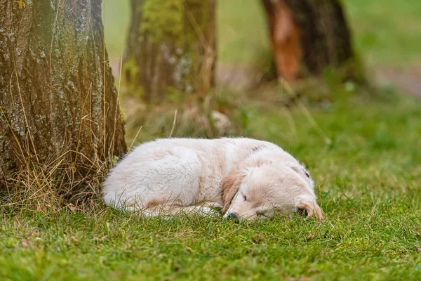 Amarelo Golden Retriever Cachorro Deitado Grama Verde — Fotografia de Stock