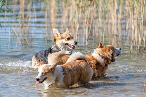 Vários Cães Corgi Galeses Felizes Brincando Pulando Água Praia Areia — Fotografia de Stock