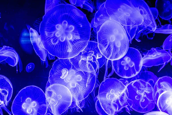 Colorful, iluminated Jellyfish underwater on dark background. Jellyfish moving in water. - image