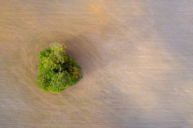 Taze ekilmiş tarlası, yeşil ve kahverengi, tek bir izole ağaç ile kırsal alanın yukarıdan görünüşü