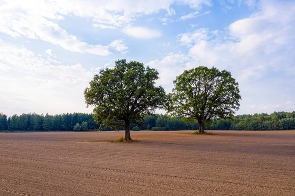 Twee Bomen Het Midden Van Een Cultuurveld Aan Rand Van — Stockfoto