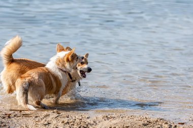 Birkaç mutlu Galli Corgi Pembroke köpeği kumlu sahilde oynayıp suya atlıyor.