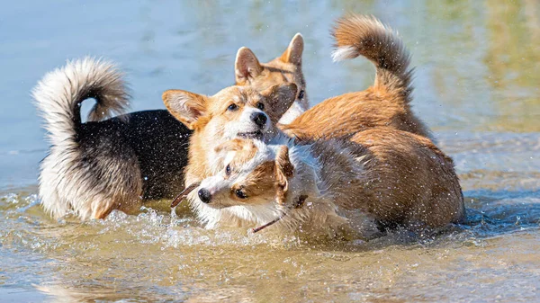 Varios Perros Corgi Galeses Felices Jugando Saltando Agua Playa Arena — Foto de Stock