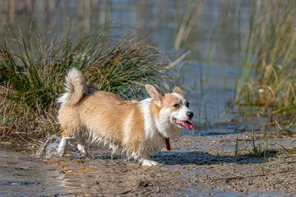 Welsh Corgi Pembroke Sandy Beach Wet Dog — Stock Photo, Image