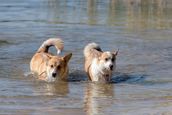 Several Happy Welsh Corgi Pembroke Dogs Playing Jumping Water Sandy — Stock Photo, Image