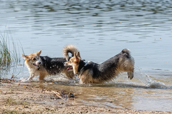 Vários Cães Corgi Galeses Felizes Brincando Pulando Água Praia Areia — Fotografia de Stock