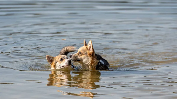 Galês Corgi Pembroke Cão Nada Lago Desfruta Dia Ensolarado — Fotografia de Stock