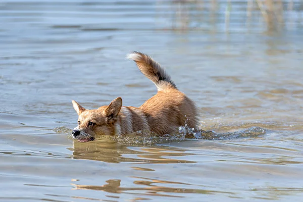 Welsh Corgi Pembroke Dog Swims Lake Enjoys Sunny Day — Stock Photo, Image