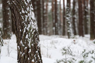 Çam ormanlarında karla kaplı ağaç gövdeleri, kış ormanlarında
