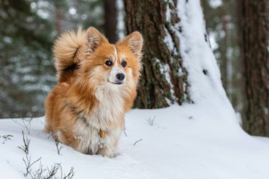 Galli Corgi Pembroke, güzel bir kış ormanında yürüyüş yapıyor.