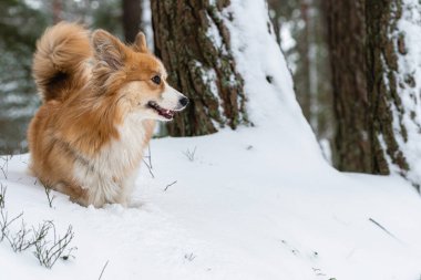 Galli Corgi Pembroke, güzel bir kış ormanında yürüyüş yapıyor.