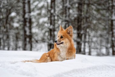 Galli Corgi Pembroke, güzel bir kış ormanında yürüyüş yapıyor.