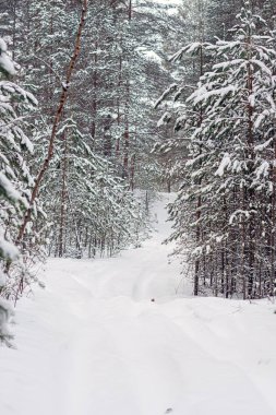 Kış ormanlarındaki patika, güzel kış ormanı, kış manzarası