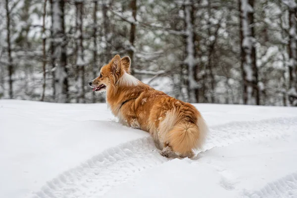 Welsh Corgi Pembroke Αφράτη Μια Βόλτα Ένα Όμορφο Δάσος Χειμώνα — Φωτογραφία Αρχείου