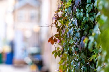 Bulanık eski bir şehrin arka planında renkli sonbahar sarmaşığı yaprakları