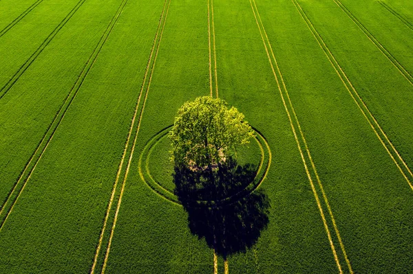 wonderful view from above on lonely tree in a green field, perfect afternoon light, shadows and colors