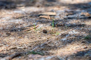 Ormandaki arazinin yakın çekim görüntüsü kozalaklı iğneler, çam kozalakları, dallarla kaplı.