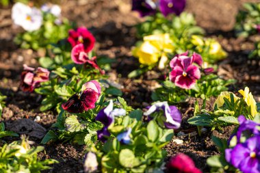 Bahar sabahı güneşi altında renkli hanım evlatlarıyla çiçek tarhı, yakın çekim, seçici odak
