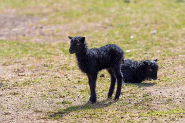 Baharda bir tarlada siyah yünlü iki kuzu