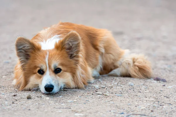 Валлийский Корги Пемброк Собака Лежит Открытом Воздухе — стоковое фото