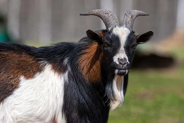 White Brown Black Spotted Goat Yard Farm — 스톡 사진