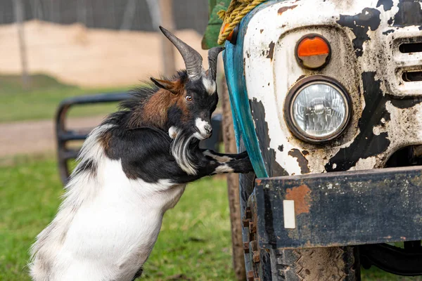 White Brown Black Spotted Goat Vintage Soviet Truck Zil 130 — 스톡 사진