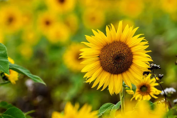 太陽の下でのひまわり畑 夏の鮮やかな花の風景 美しい太陽の花の花 緑豊かな葉を持つ多くの植物 — ストック写真