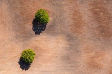 Tarım alanının ortasındaki iki ağacın yukarıdan görünüşü, traktör izlerinin olduğu alan, kopyalama alanı.