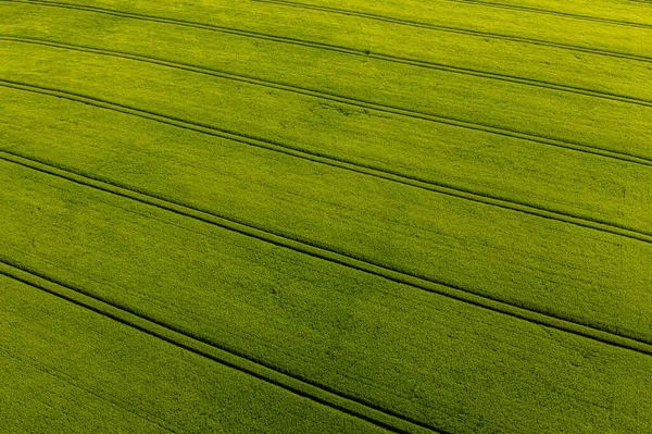 Зеленое Сельскохозяйственное Поле Сверху Vith Полосы Абстрактный Естественный Узор — стоковое фото