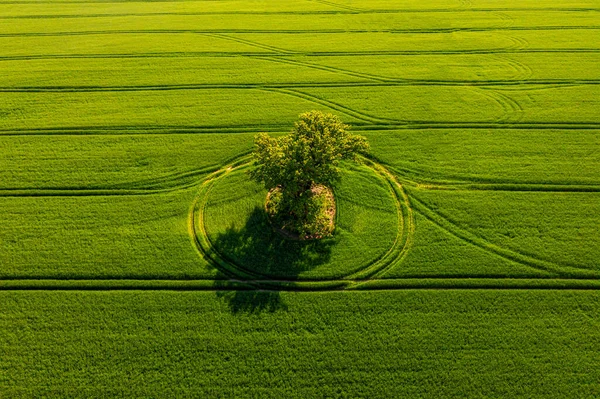 背景に緑の野原や森に影のある孤独な木の上からの眺め — ストック写真