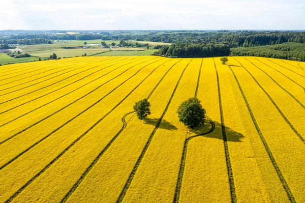 Groene Bomen Het Midden Van Een Groot Bloeiend Geel Repeveld — Stockfoto