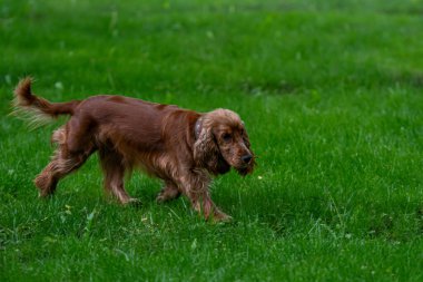Kızıl saçlı İngiliz cocker-spaniel yeşil çimlerin üzerinde