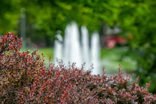 Fond Avec Buisson Décoratif Premier Plan Une Fontaine Déconcentrée Arrière — Photo